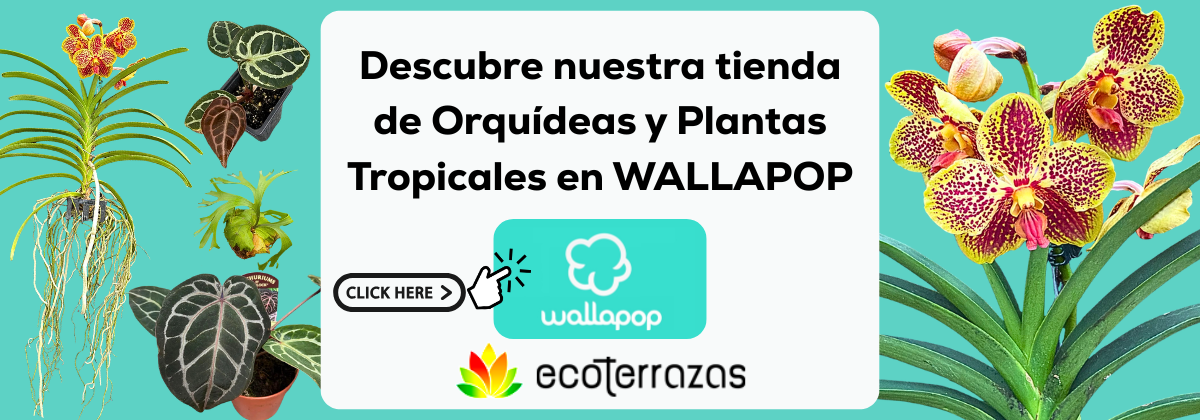 WALLAPOP